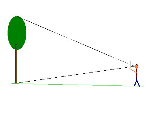 Using the ruler measure the apparent height of the tree.