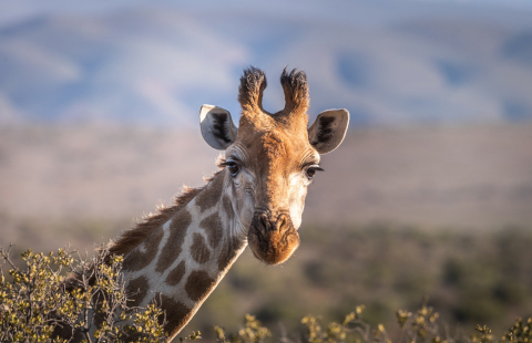 Giraffe Picture Scaled Down 25% with 100 Quality