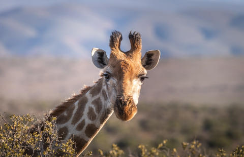 Giraffe Picture Scaled Down 25% with 75 Quality