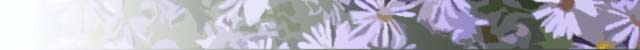 Web Banner