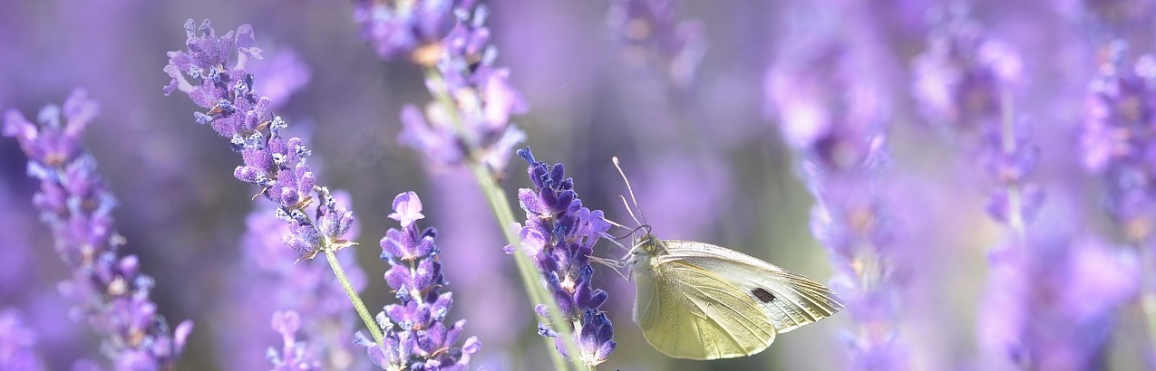 Lavender