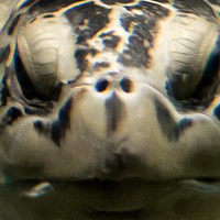 turtlesquare200px.jpg