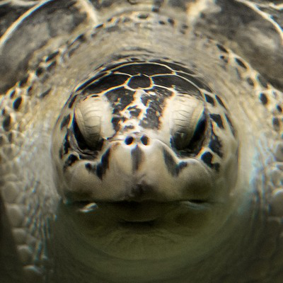 turtlesquare400px.jpg