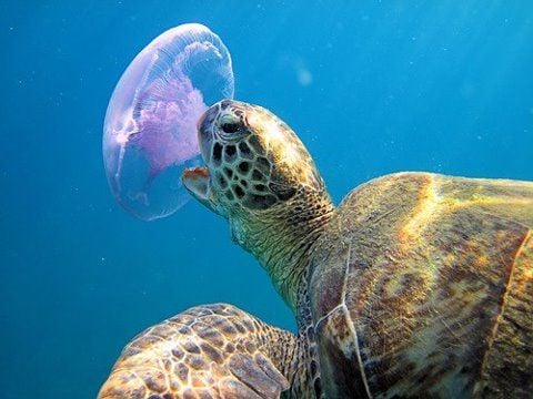 Sea Turtle and Jellyfish