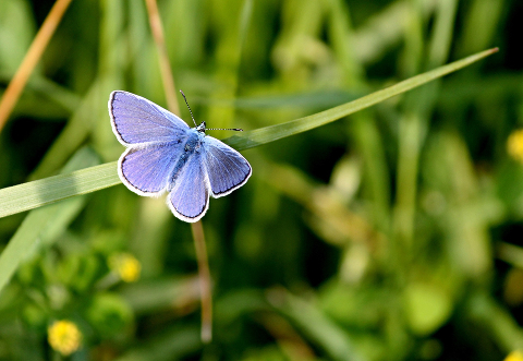 Blue Butterfly