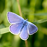 Blue Butterfly