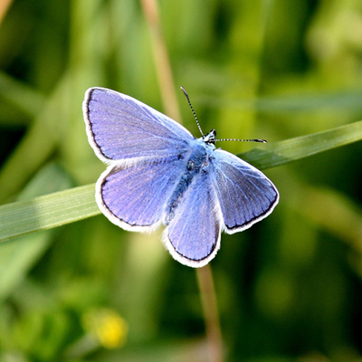 Blue Butterfly