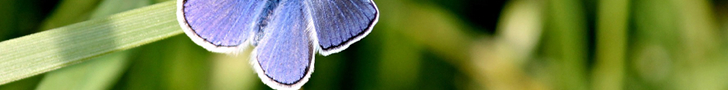 Blue Butterfly