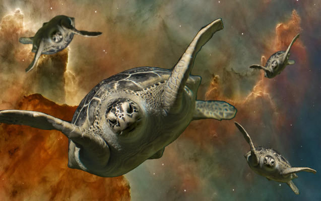 Cosmic Turtles