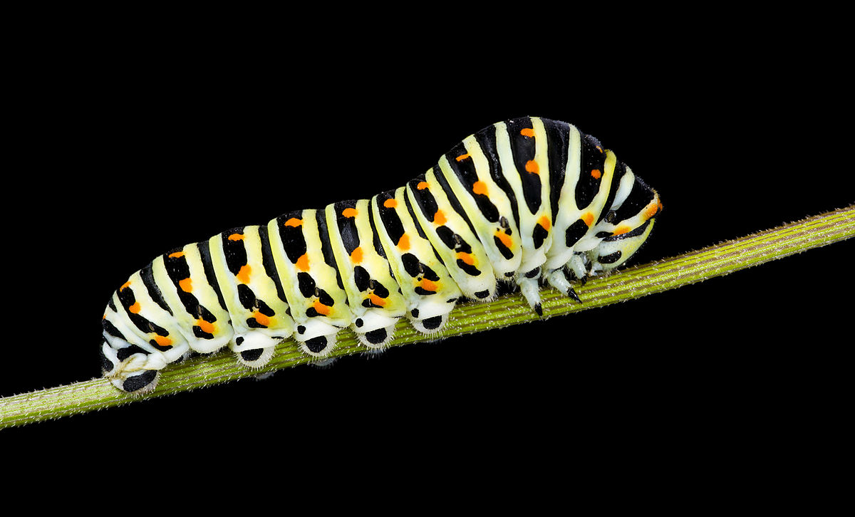 Caterpillar