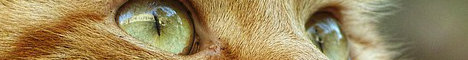Cat image cropped into a banner size
